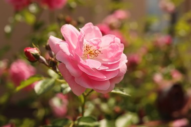 Photo of Bush with beautiful pink tea roses outdoors, closeup