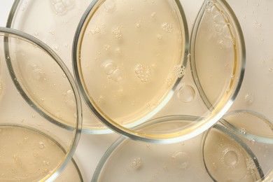 Photo of Petri dishes with color liquid samples on white background, top view