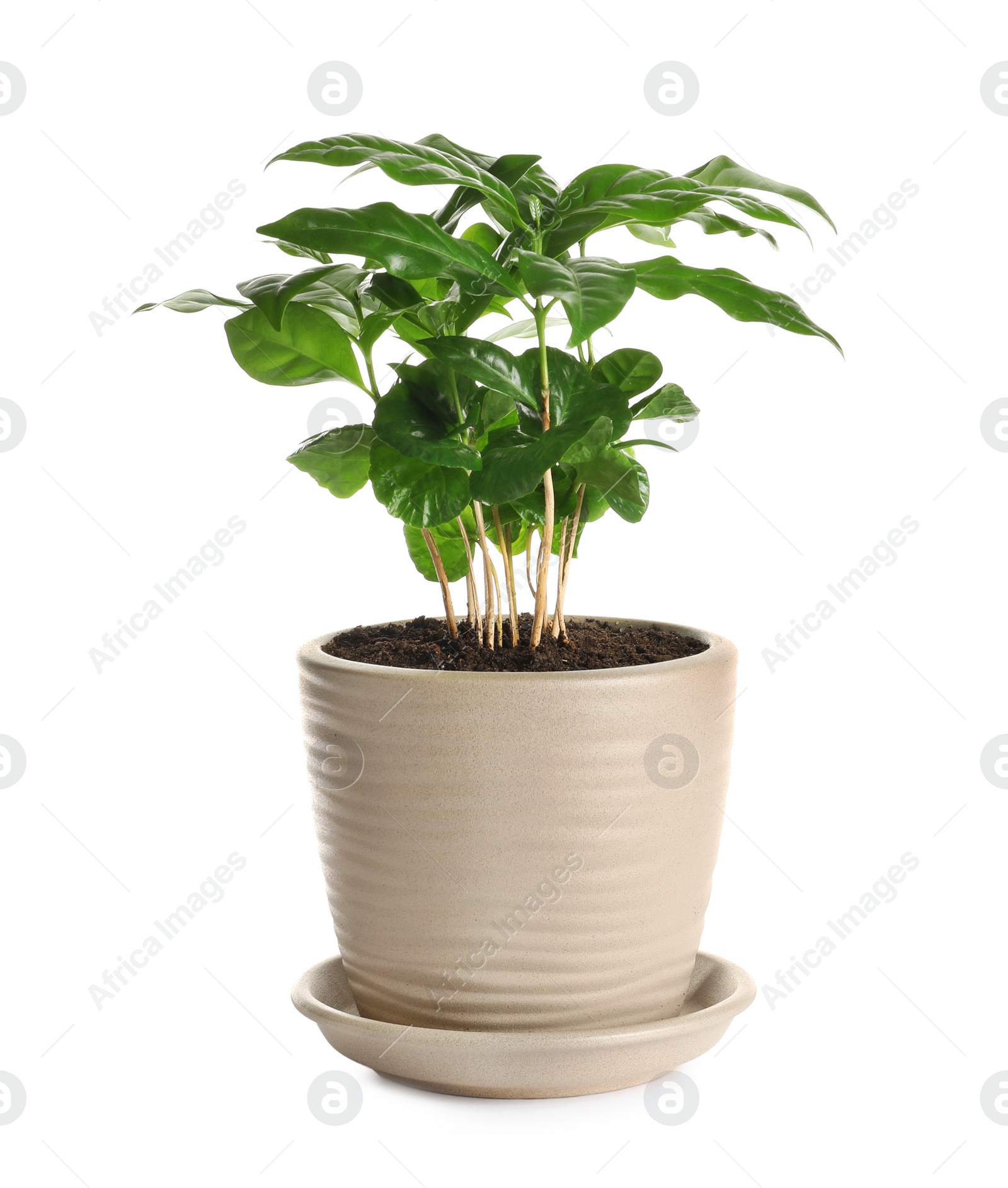 Photo of Fresh coffee plant with green leaves in pot on white background