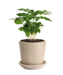 Photo of Fresh coffee plant with green leaves in pot on white background