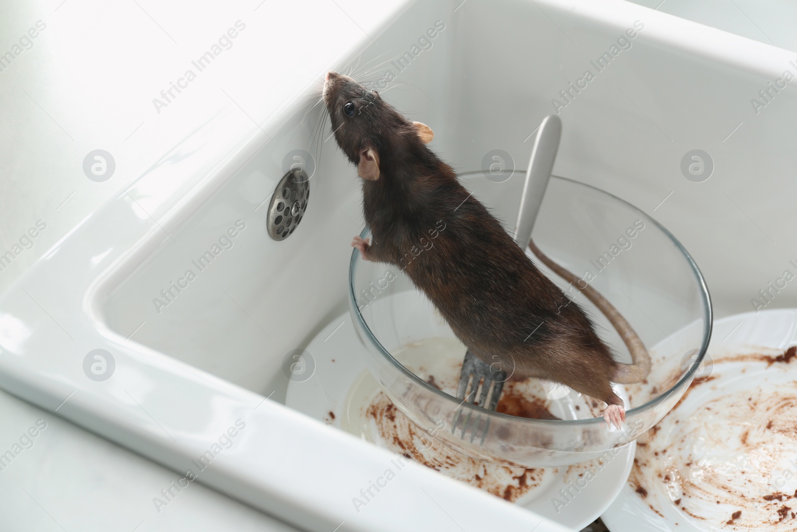 Photo of Rat and dirty dishes in kitchen sink. Pest control