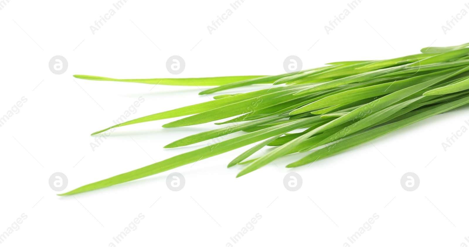 Photo of Green organic wheat grass on white background