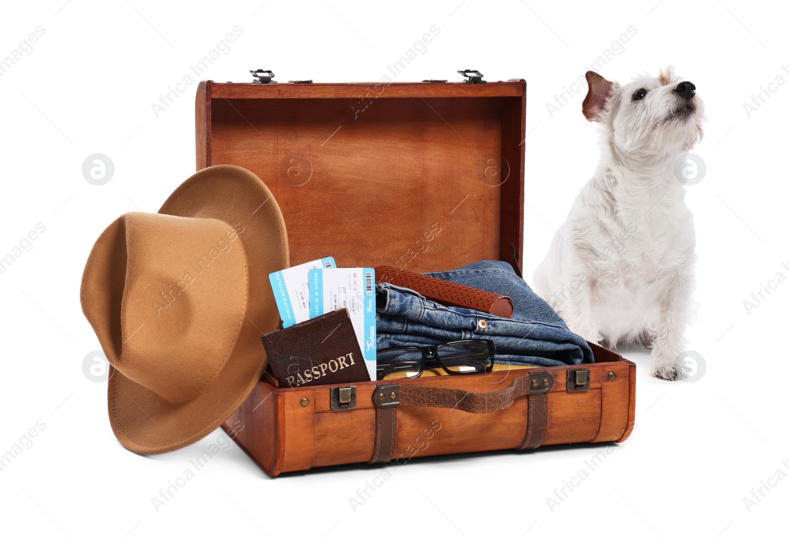 Photo of Travel with pet. Dog, clothes and suitcase on white background