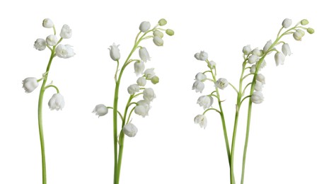 Image of Set of beautiful lily of the valley flowers on white background