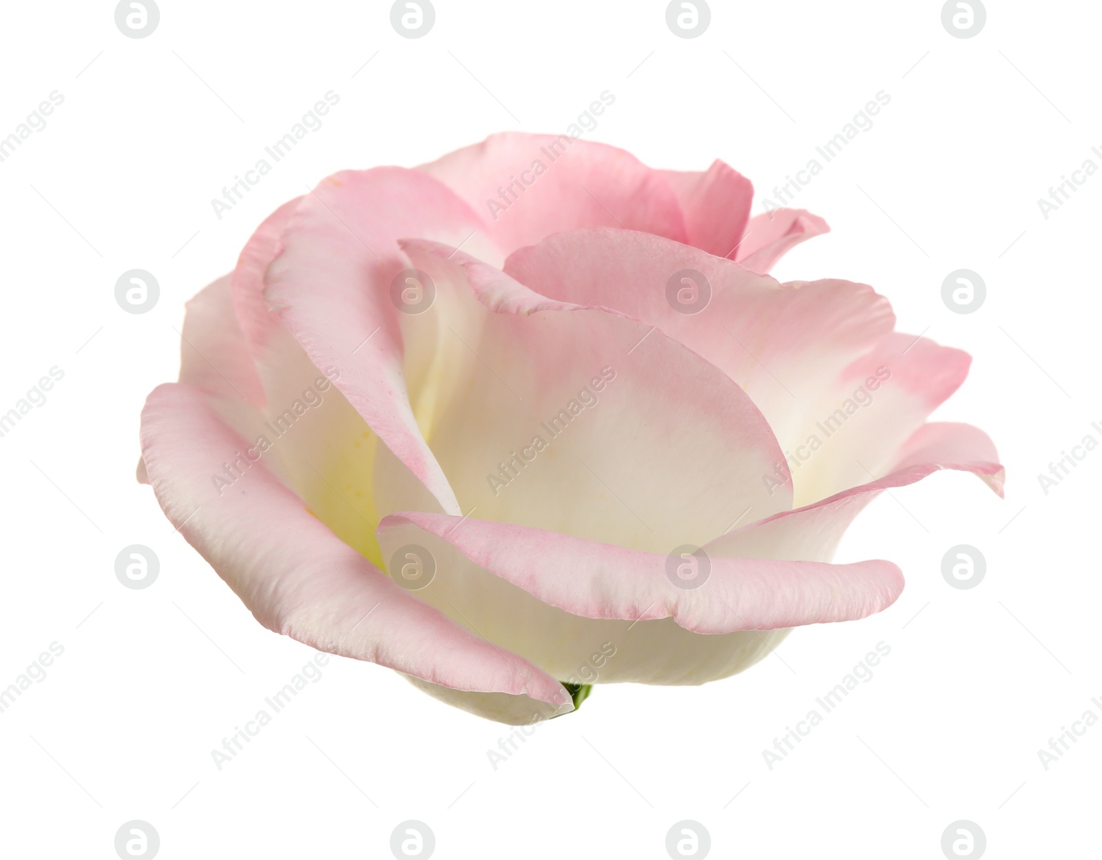 Photo of Beautiful fresh Eustoma flower on white background