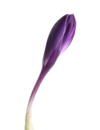 Beautiful purple crocus flower isolated on white