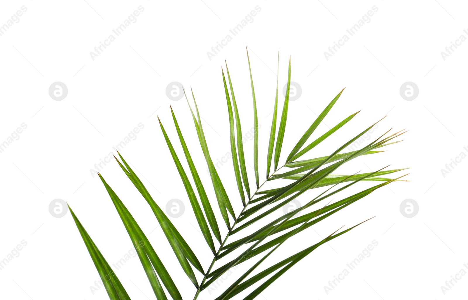 Photo of Green beautiful tropical leaf isolated on white