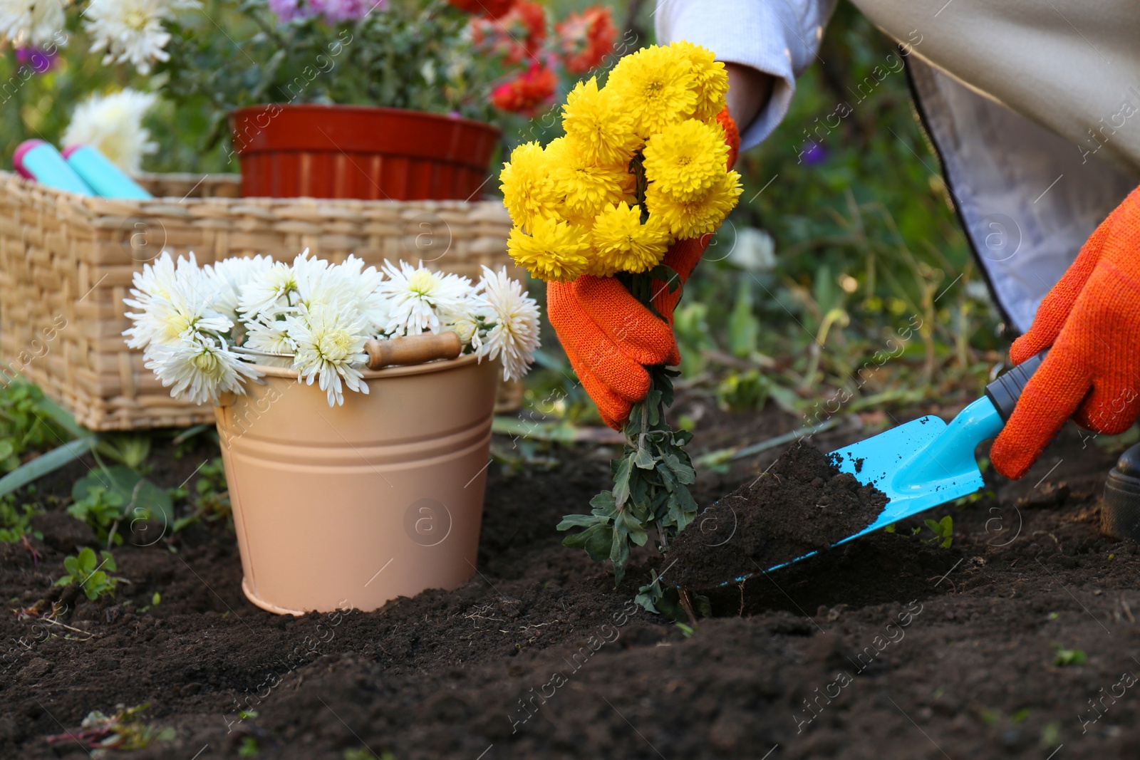 Photo of Woman transplanting yellow flowers into fresh soil in garden, closeup
