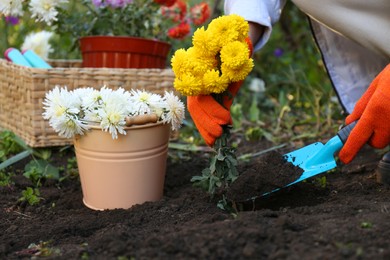 Photo of Woman transplanting yellow flowers into fresh soil in garden, closeup