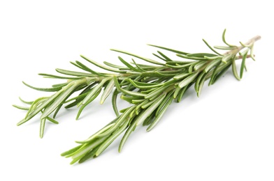 Photo of Fresh green rosemary twigs on white background