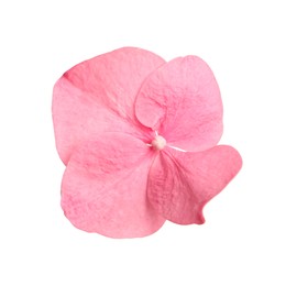 Beautiful pink hortensia plant floret isolated on white