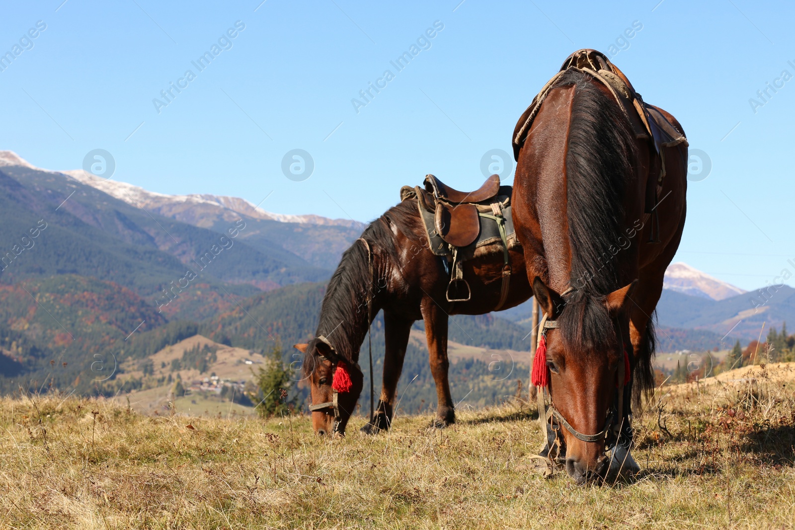 Photo of Beautiful horses on pasture in mountains. Lovely pets