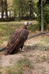 Photo of Beautiful Eurasian griffon vulture in zoo enclosure