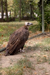 Beautiful Eurasian griffon vulture in zoo enclosure