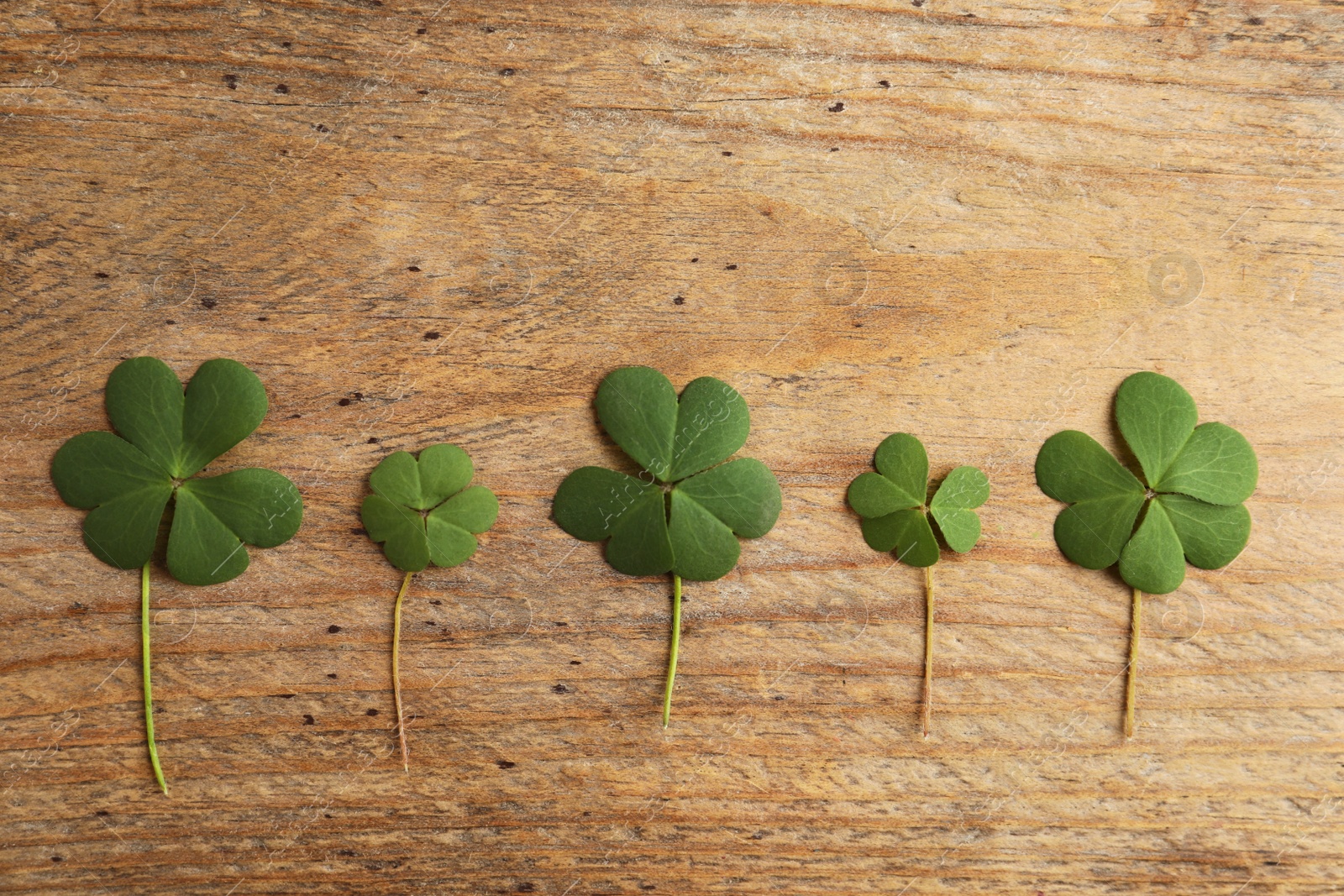 Photo of Clover leaves on wooden table, flat lay. St. Patrick's Day symbol