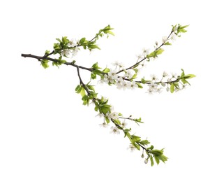 Photo of Cherry tree branch with beautiful blossoms isolated on white