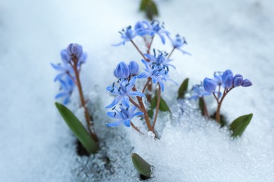 Photo of Beautiful lilac alpine squill flowers growing through 
snow outdoors, closeup