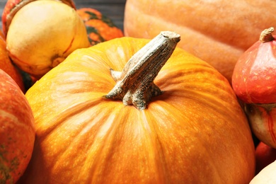 Different pumpkins as background, closeup. Autumn holidays