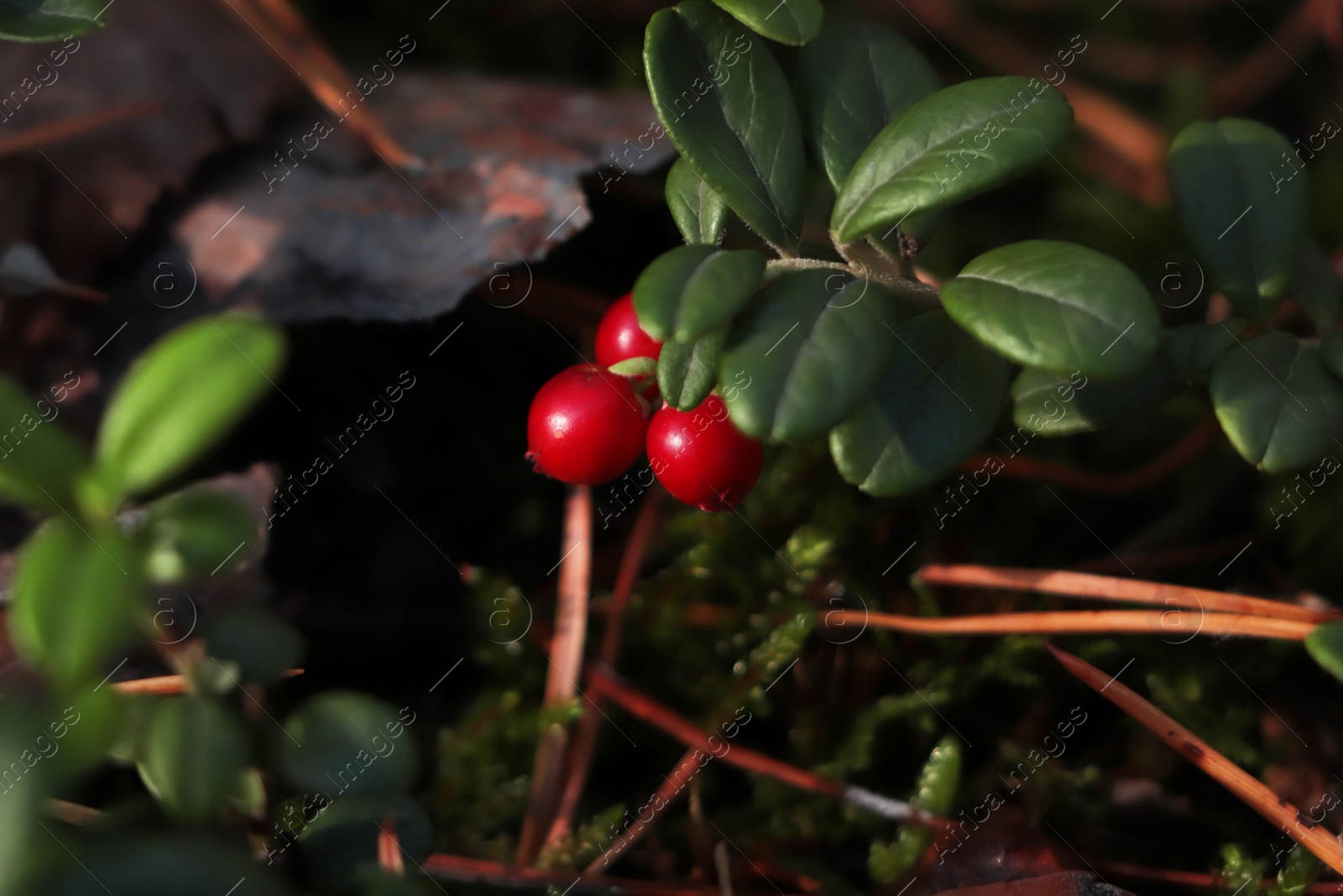 Photo of Tasty ripe lingonberries growing on sprig outdoors