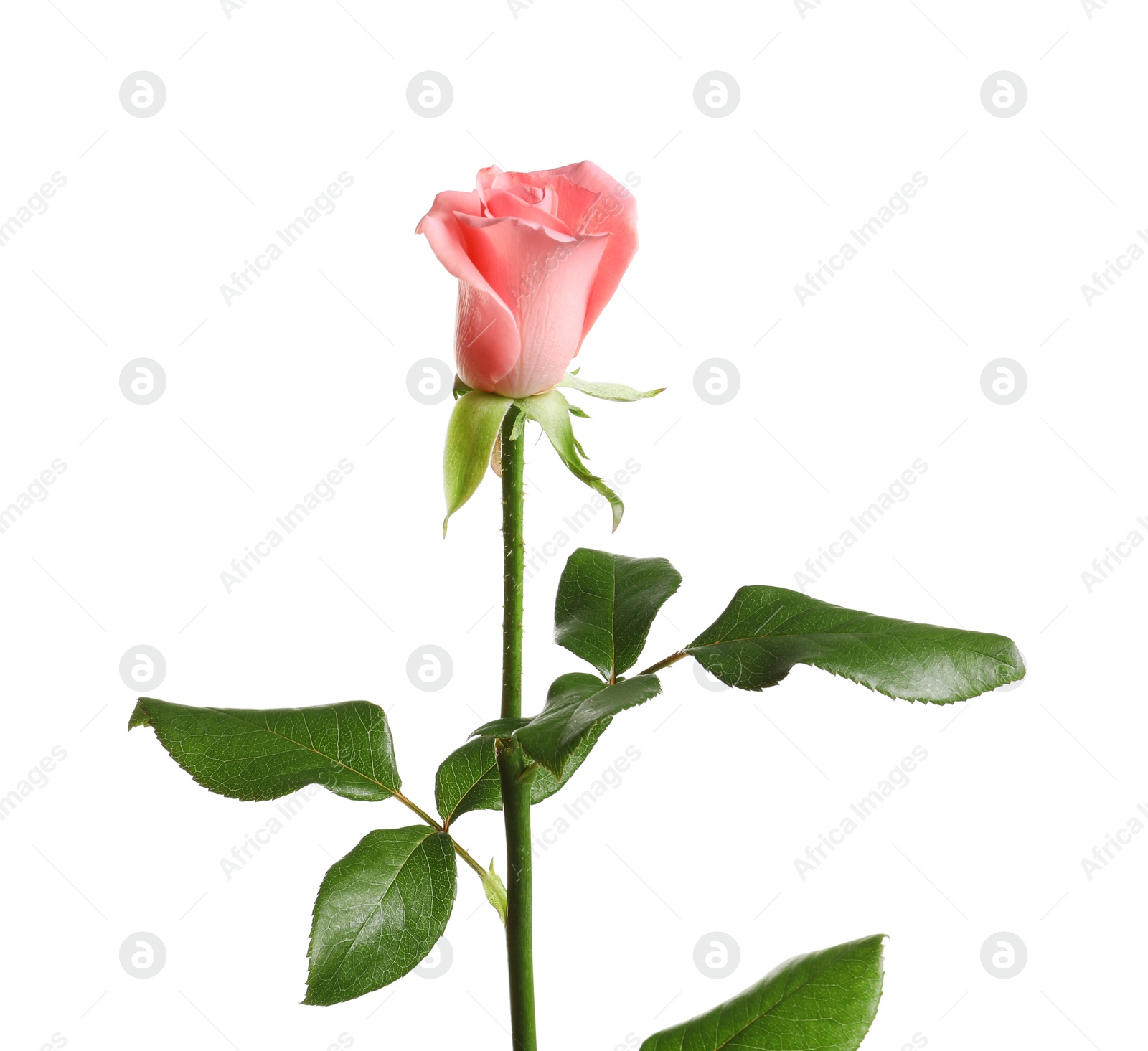 Photo of Beautiful rose flower on white background