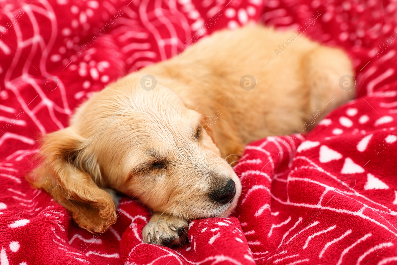 Photo of Adorable English Cocker Spaniel puppy sleeping on warm red blanket. Winter season