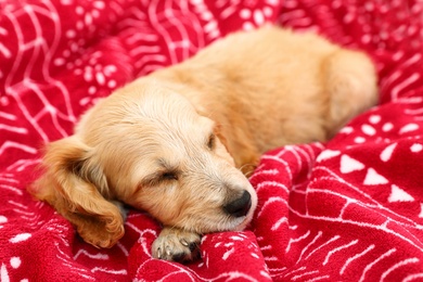 Photo of Adorable English Cocker Spaniel puppy sleeping on warm red blanket. Winter season