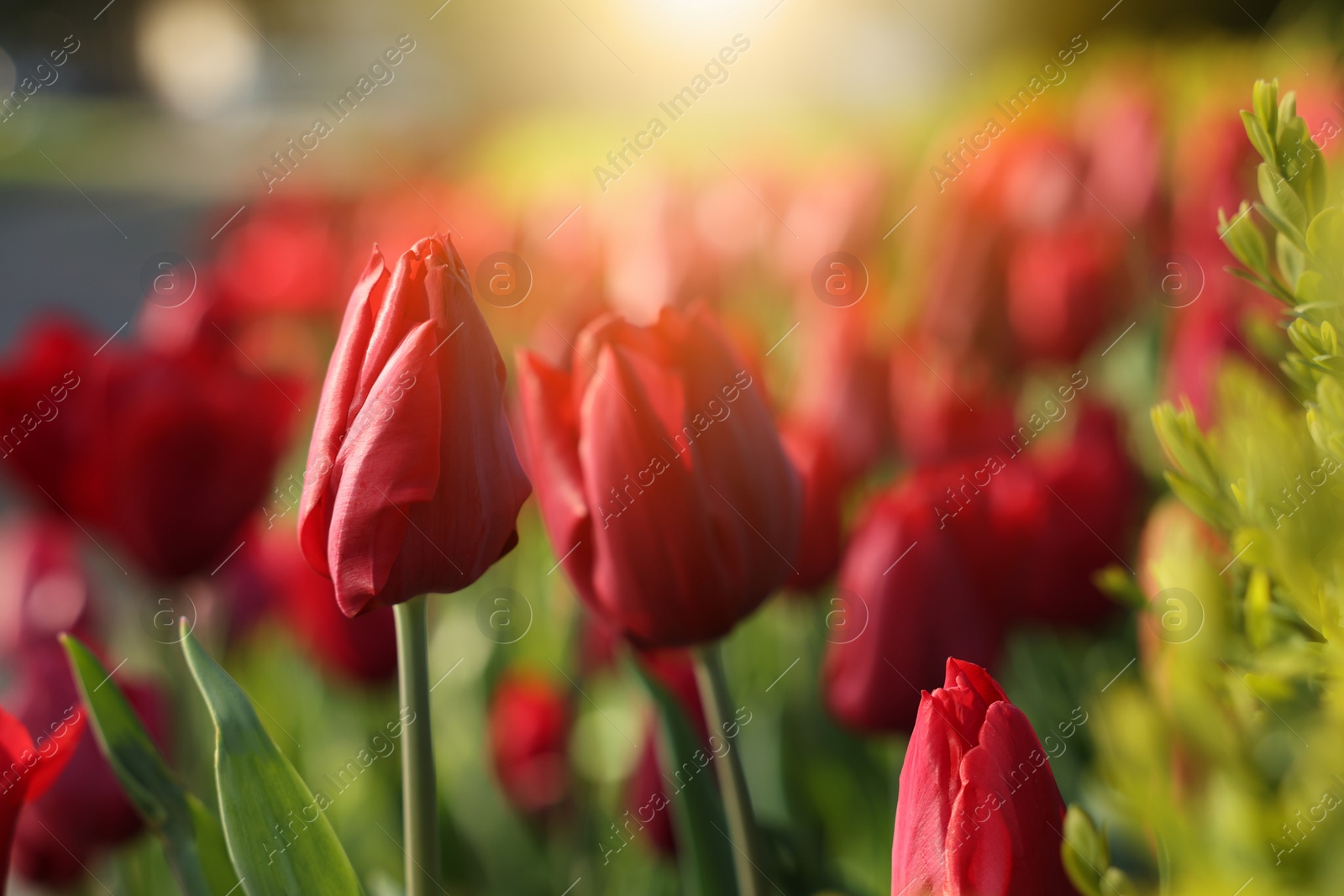 Photo of Beautiful red tulips growing outdoors on sunny day, closeup