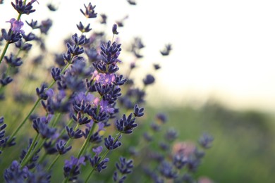Photo of Beautiful blooming lavender growing against blue sky, closeup. Space for text