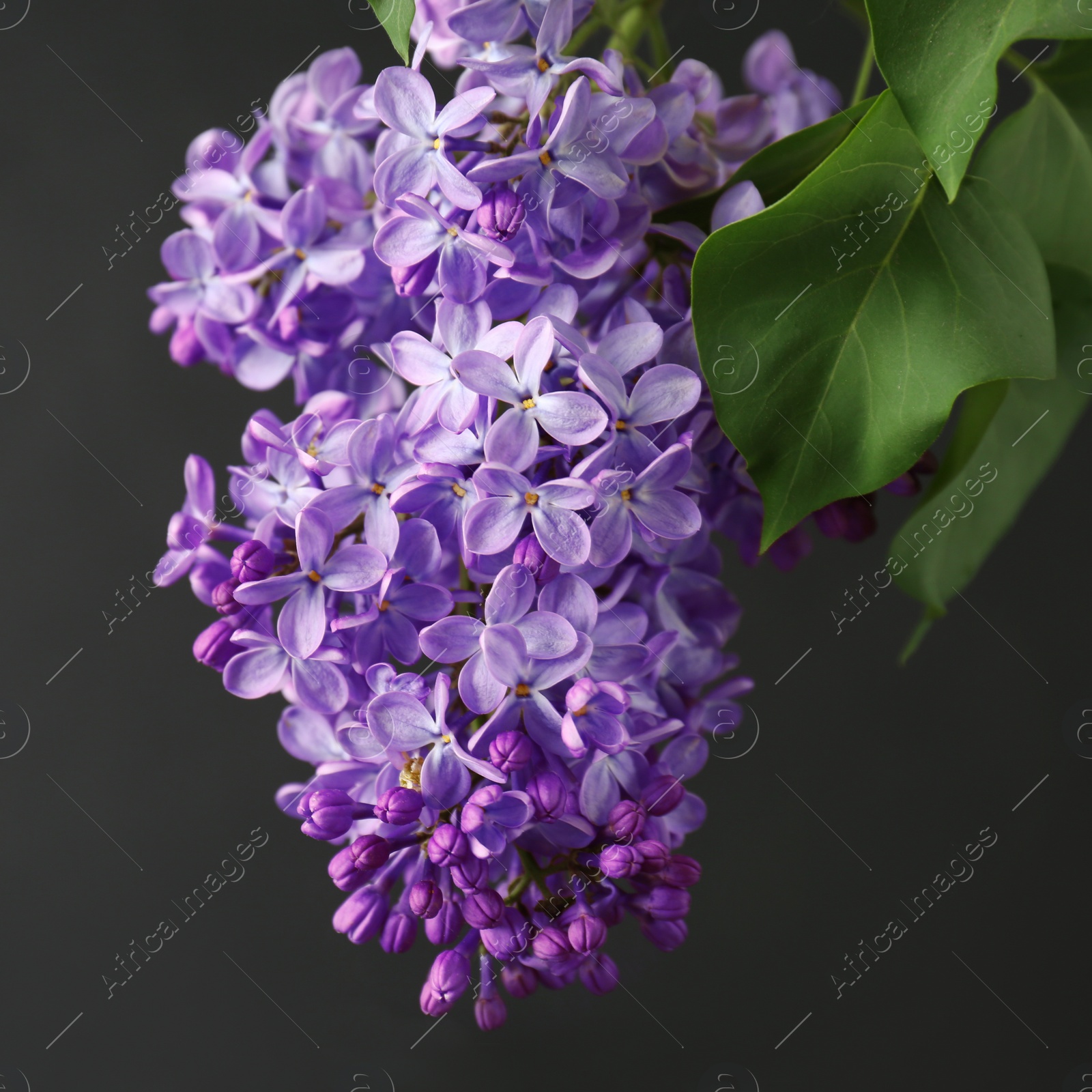 Photo of Beautiful blossoming lilac on dark background. Spring flowers