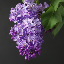 Beautiful blossoming lilac on dark background. Spring flowers