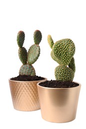 Photo of Beautiful green Opuntia cacti in ceramic pots on white background
