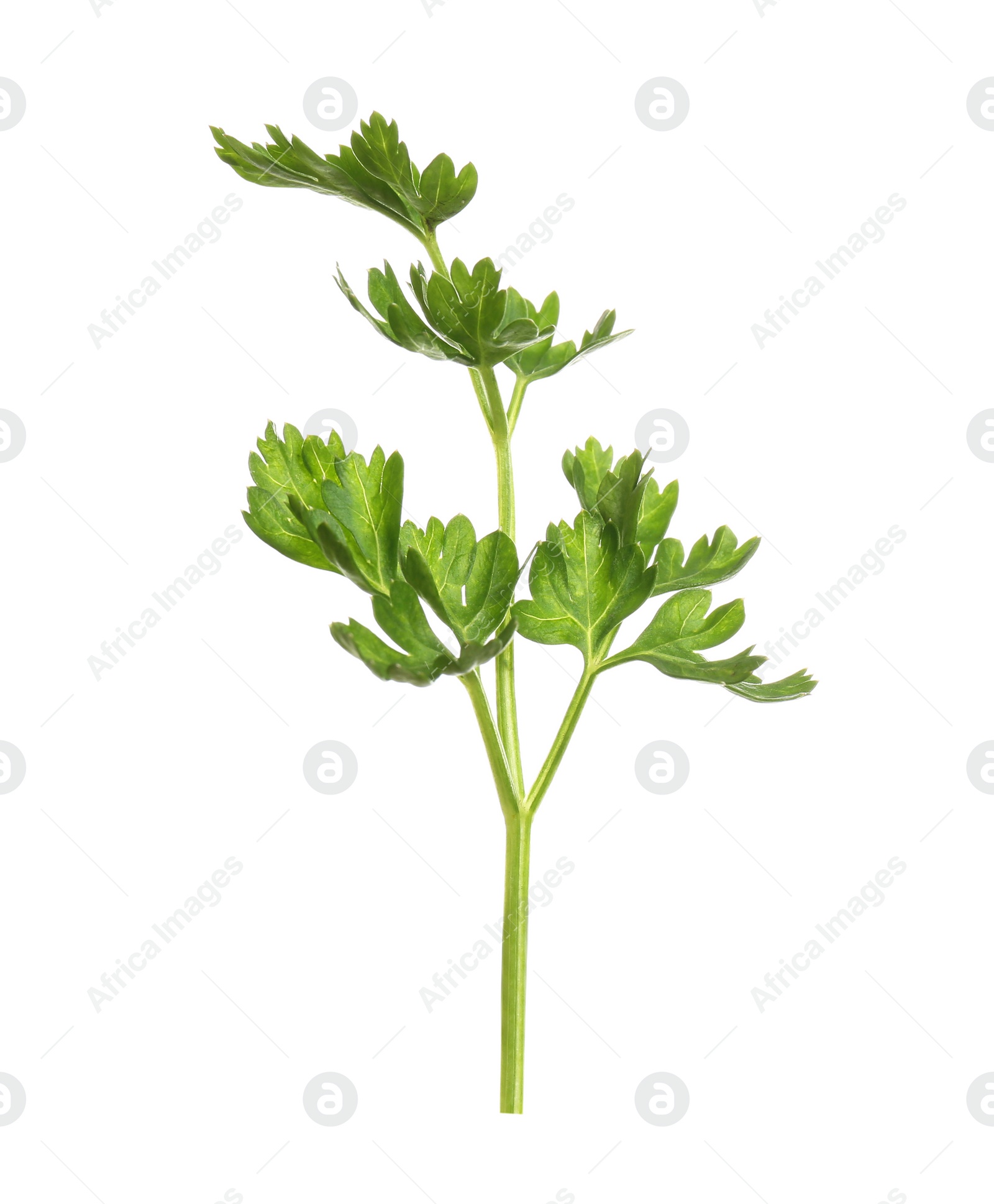 Photo of Fresh green organic parsley on white background