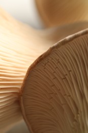 Photo of Fresh oyster mushrooms on blurred background, macro view