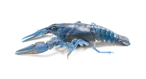 Image of Blue or sapphire crayfish isolated on white