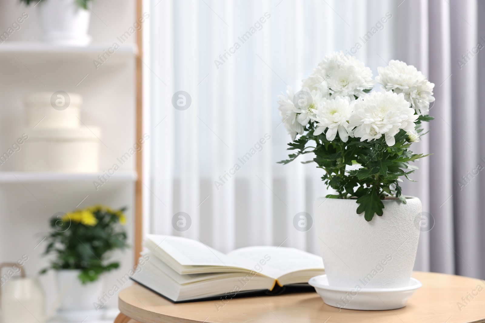 Photo of Beautiful chrysanthemum plant in flower pot and book on wooden table in room, space for text