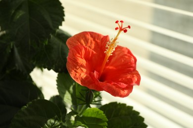 Photo of Hibiscus plant with beautiful red flower near window indoors