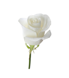 Beautiful blooming rose flower isolated on white