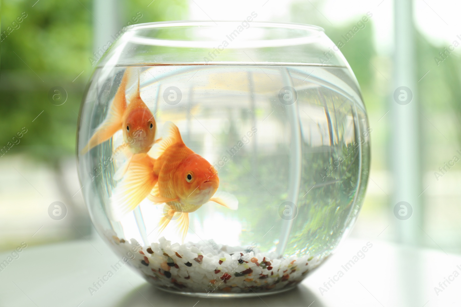 Photo of Beautiful bright small goldfishes in round glass aquarium on table indoors