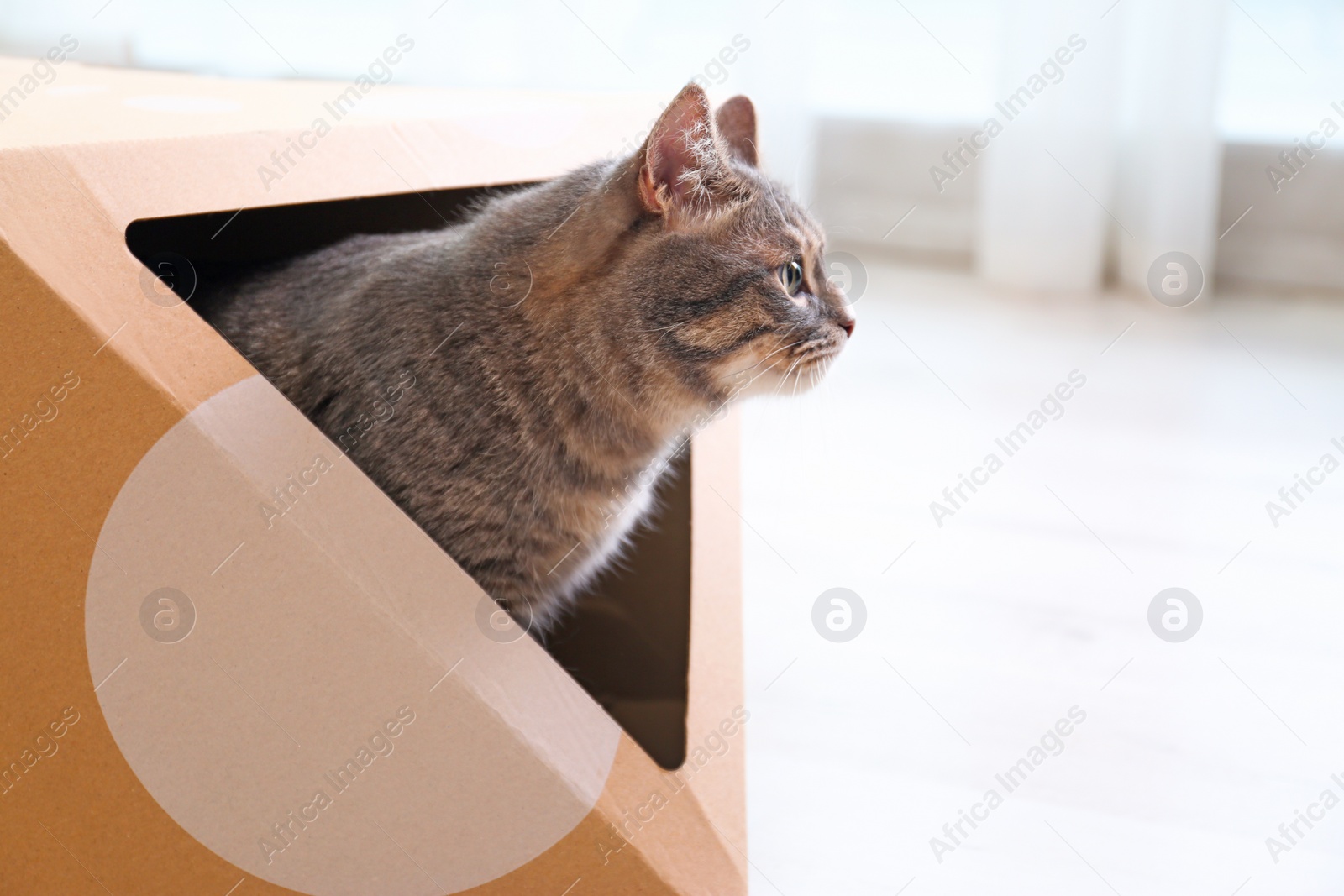 Photo of Cute gray tabby cat inside cardboard box in room. Lovely pet