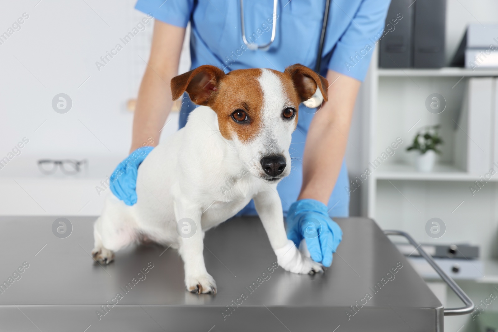 Photo of Veterinarian applying bandage onto dog's paw at table in clinic, closeup