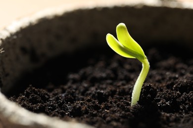 Photo of Pot with little green seedling growing in soil, closeup. Space for text