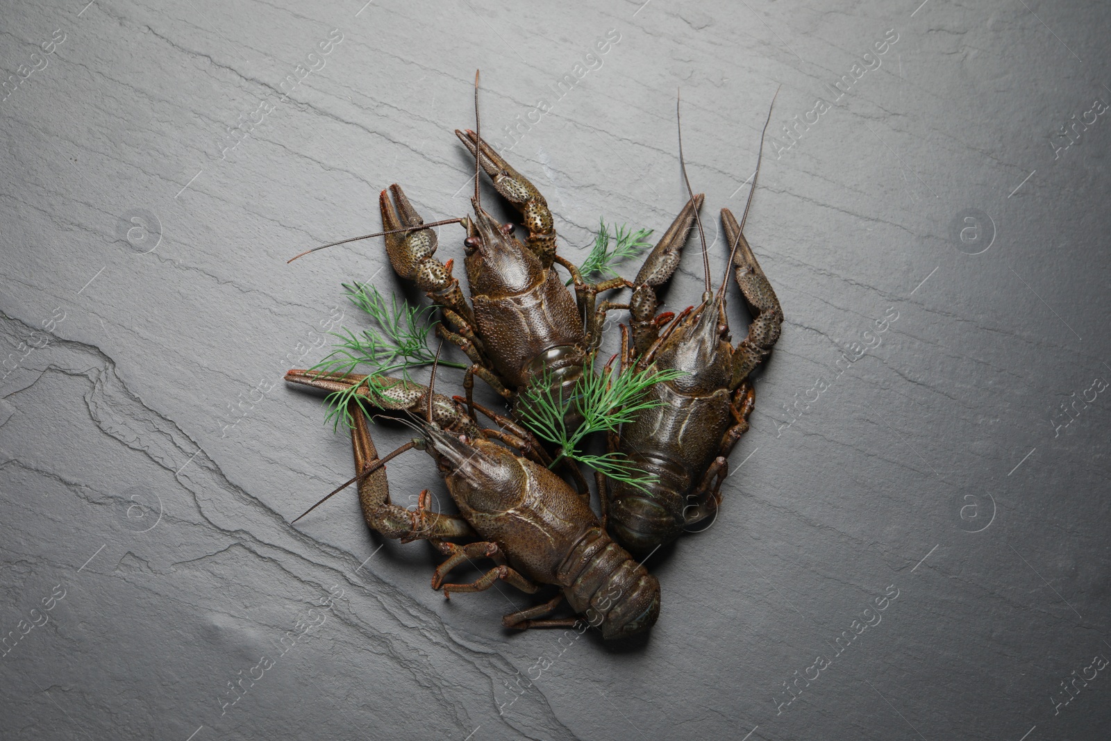 Photo of Fresh raw crayfishes with dill on black table, flat lay