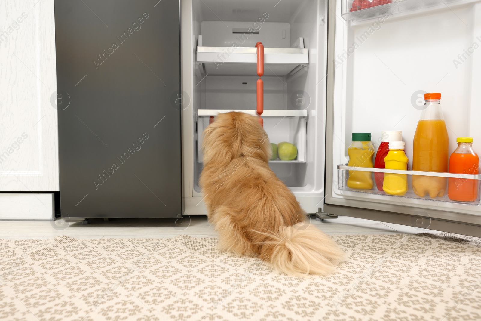 Photo of Cute Pekingese dog stealing sausages from refrigerator in kitchen