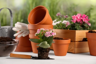 Photo of Beautiful flowers, pots and gardening tools on white wooden table outdoors