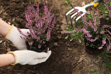 Photo of Woman planting flowering heather shrub outdoors, closeup