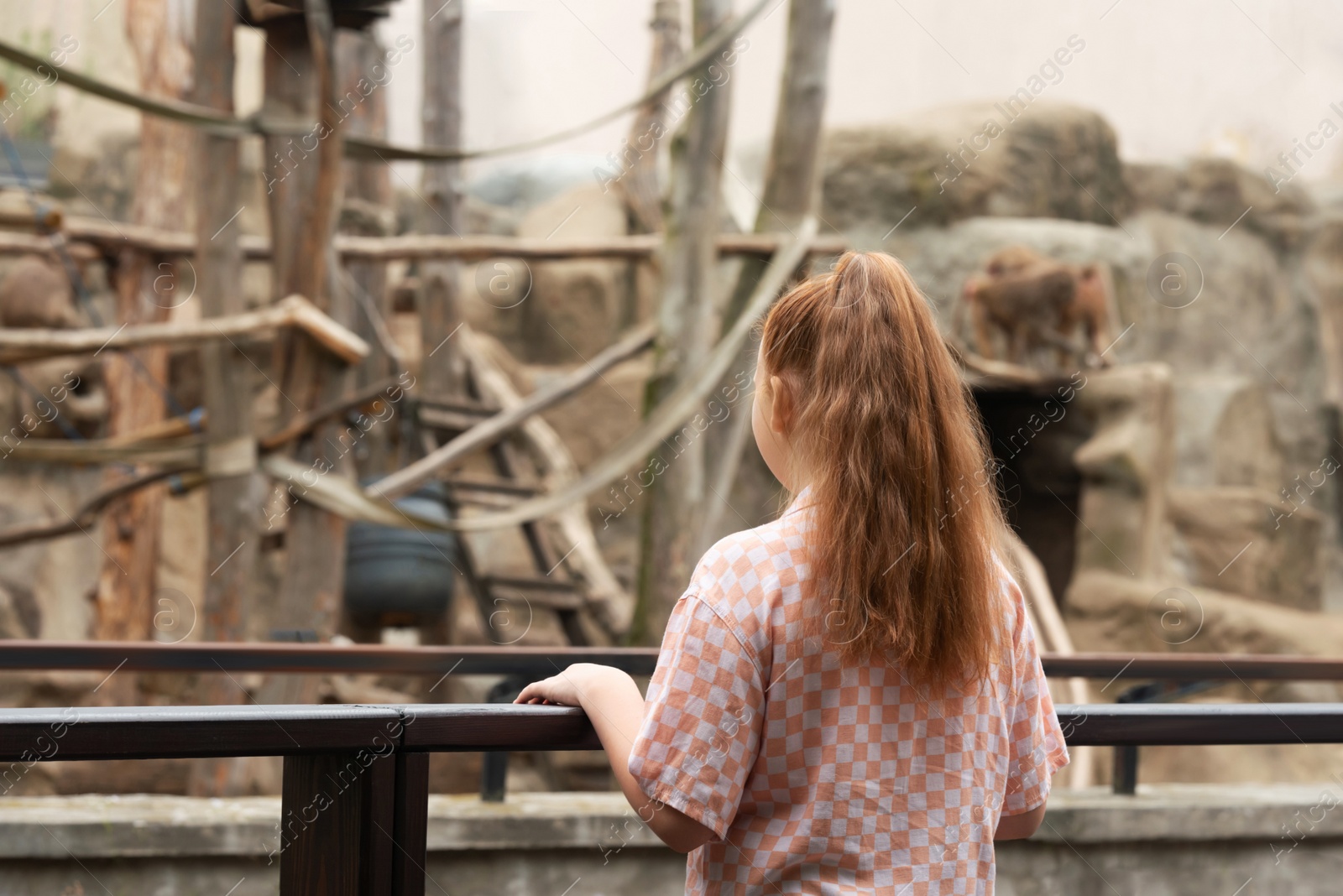 Photo of Little girl watching wild monkeys in zoo, back view