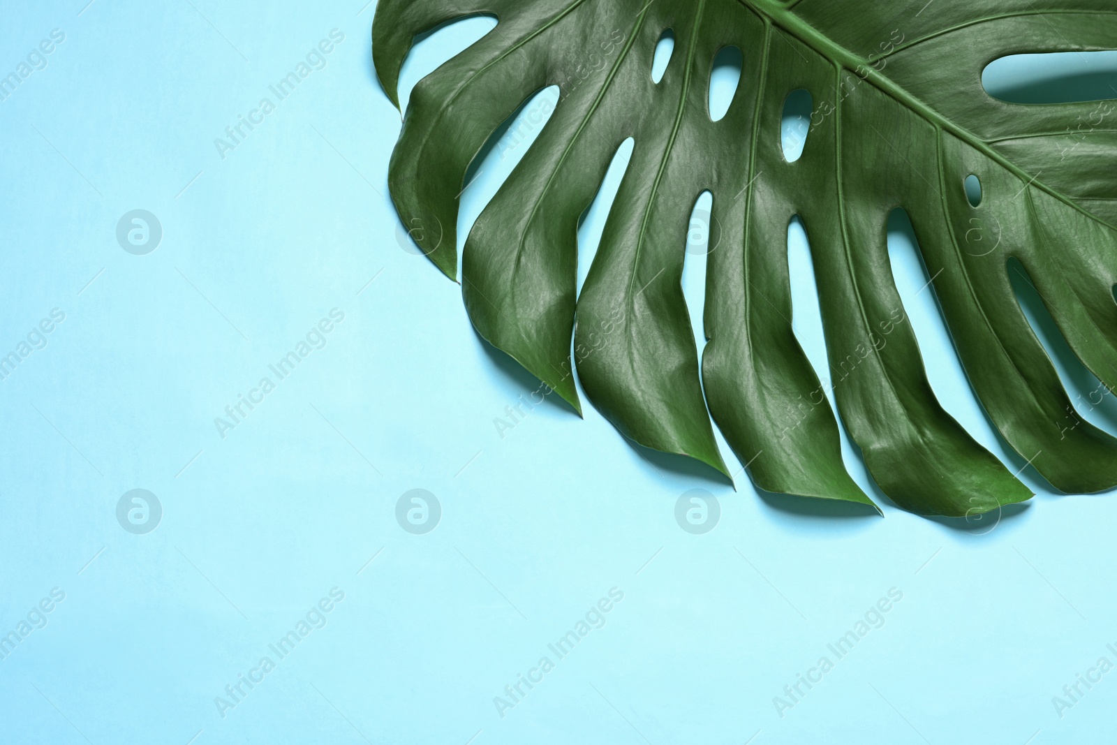 Photo of Green fresh monstera leaf on color background, top view with space for text. Tropical plant