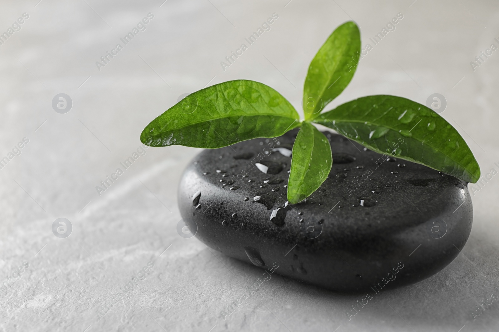 Photo of Spa stone and green leaves with water drops on grey table, space for text