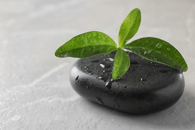 Spa stone and green leaves with water drops on grey table, space for text