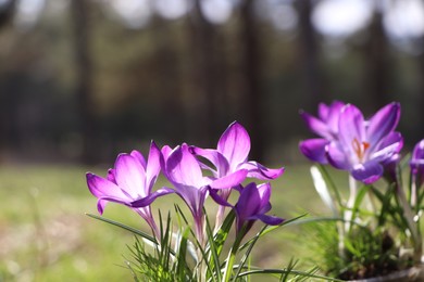 Photo of Fresh purple crocus flowers growing in spring forest